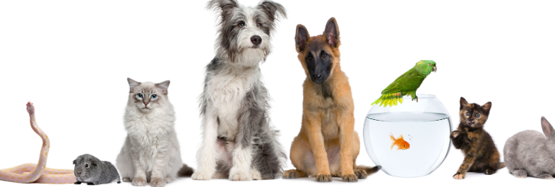 Pet Nutrition